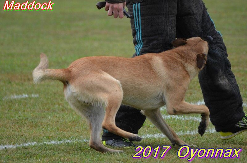2017 oyo Maddock gaf2.jpg